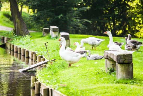 Weekend romantique balade dans le parc animalier