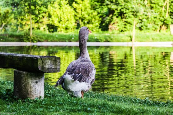 Parc animalier du Clos des Vignes - Weekend romantique